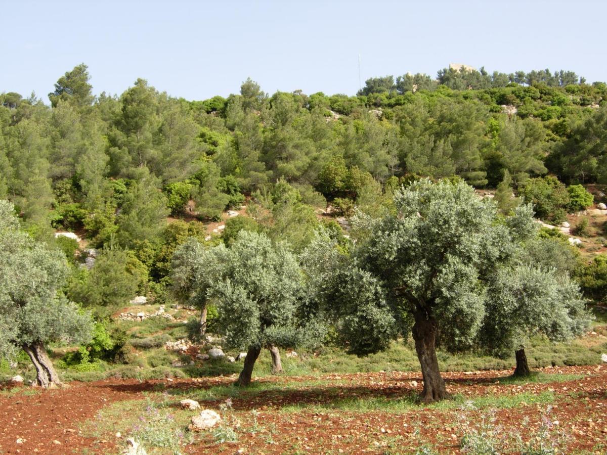 Ajloun Hotel מראה חיצוני תמונה